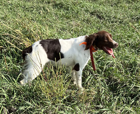 Brittany Hunting Dog For Sale