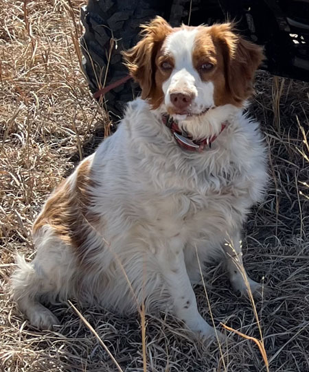 Brittany Hunting Dog For Sale
