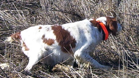 Brittany Hunting Dog For Sale