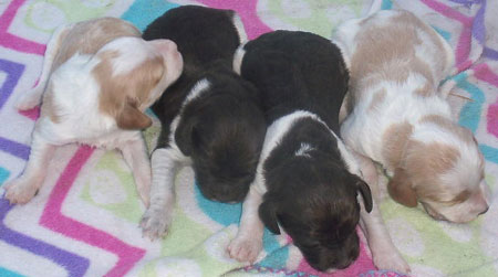 Female Brittany Pups for Sale
