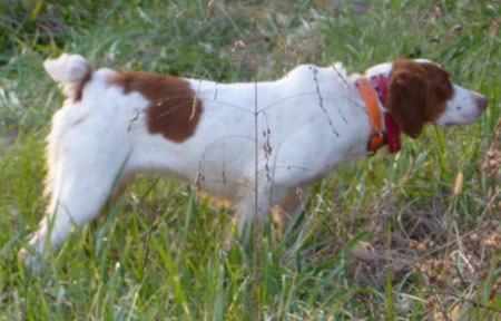 Brittany Hunting Dog For Sale