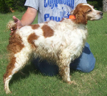 Brittany Hunting Dog For Sale