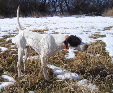 Bubba Male English Pointer from Outback Kennels