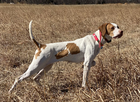 English Pointer Hunting Dog For Sale