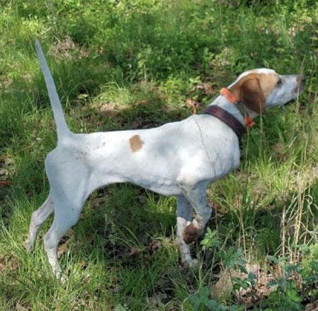 Female English Pointer Hunting Dog For Sale