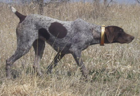 Female German Shorthair Pointer Hunting Dog For Sale