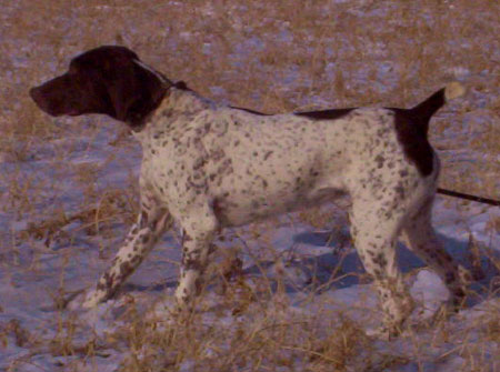 Miami Female German Shorthair Pointer hunting dog for sale