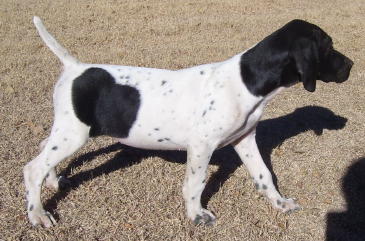 Ruby German Shorthair Pointer from Outback Kennels