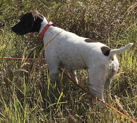 German Shorthair Dogs For Sale Outback Kennels