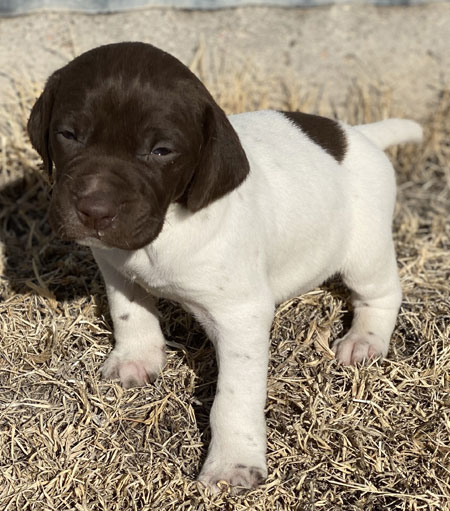 Puppies For Sale Outback Kennels