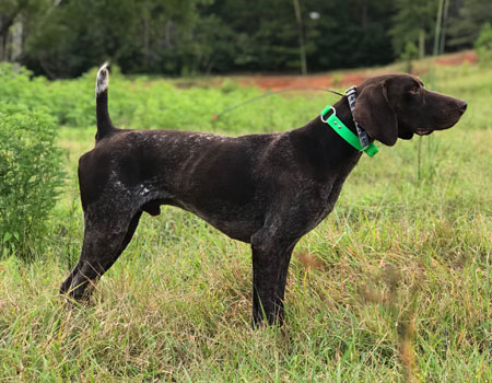 German Shorthair Dogs For Sale Outback Kennels