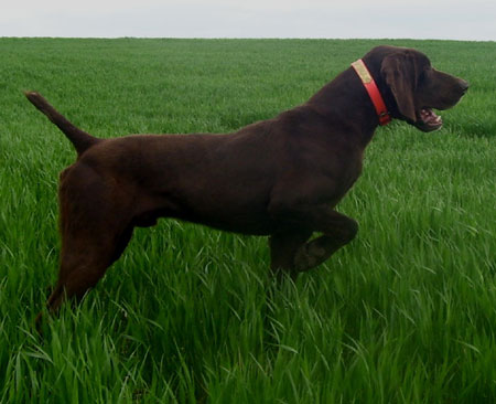 German Shorthair Hunting Dog For Sale