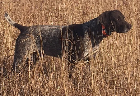 German Shorthair Dogs For Sale Outback Kennels