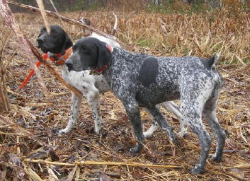 Hank Male German Shorthair Pointer from Outback Kennels