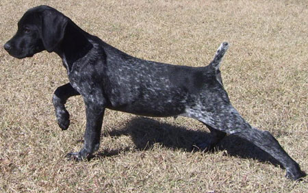 Male German Shorthair Pointer Puppy For Sale