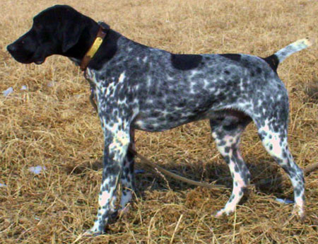 Ranger Male German Shorthair Pointer hunting dog for sale