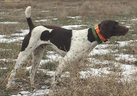 German Shorthair Dogs For Sale Outback Kennels