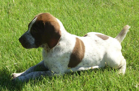 German Shorthair Pointer Puppy For Sale