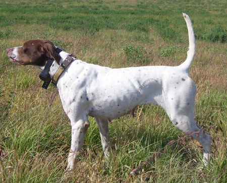 Jan Female English Pointer Hunting Dog For Sale