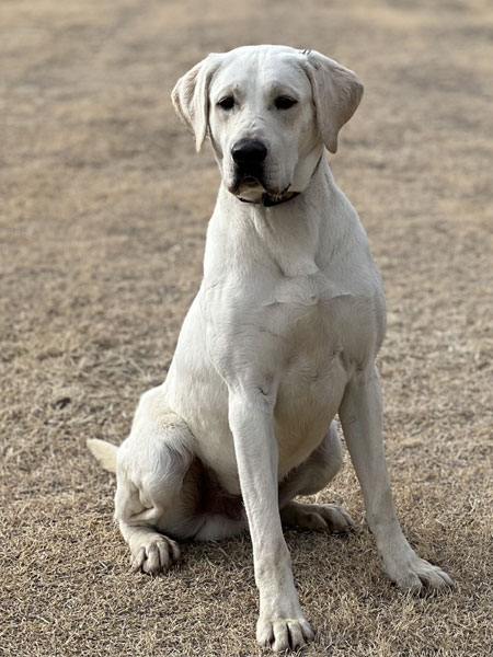 Male White Labrador Retriever Hunting Dog for Sale