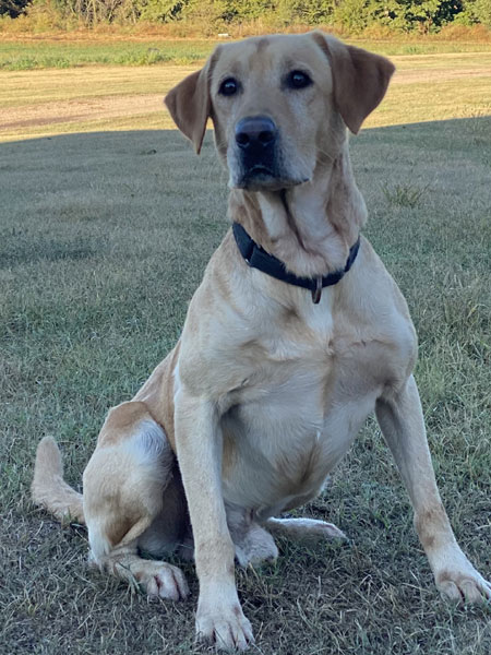 Male Yellow Labrador Retriever Hunting Dog For Sale