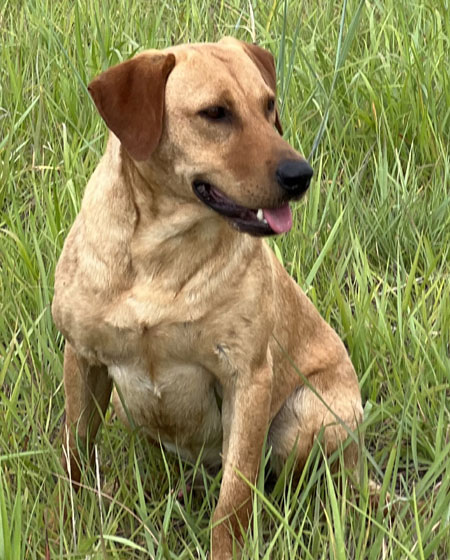 Labrador Retriever Hunting Dog For Sale