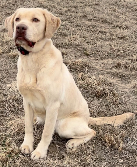 Labrador Retriever Hunting Dog For Sale