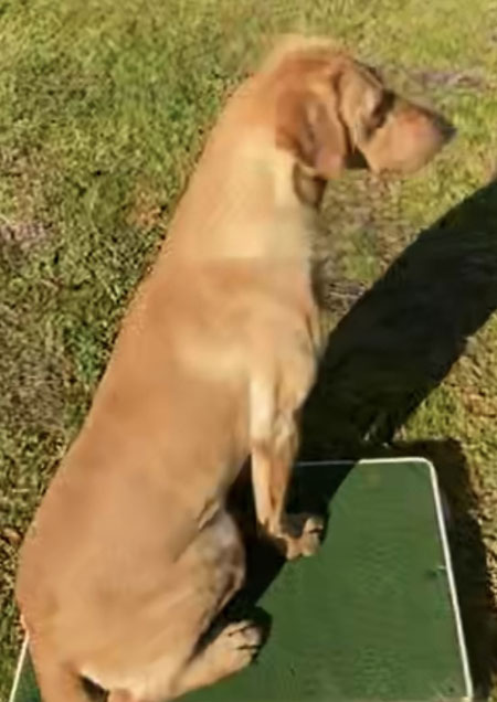 Male Labrador Retriever Hunting Dog For Sale