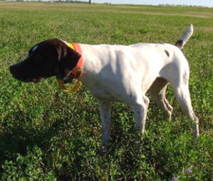 Missy Female German Shorthair Hunting Dog from Outback Kennels