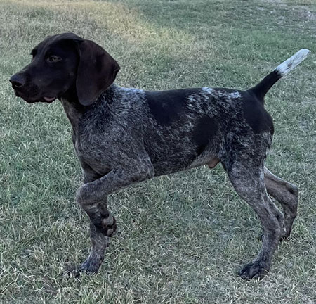 Male German Shorthaired Pointer puppy for sale