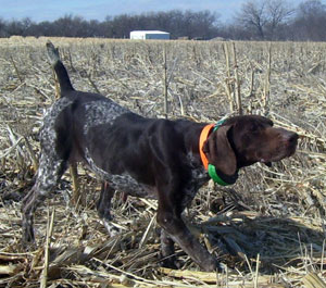 Shelby German Shorthair Hunting Dogs