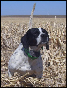 Snoop Male English Pointer Hunting Dog from Outback Kennels