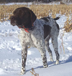 Tyson Male German Shorthair Pointer from Outback Kennels