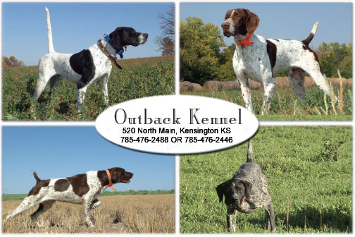 Outback Kennels Bird Hunting Dogs In Kansas