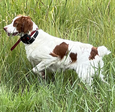 Brittany Hunting Dog For Sale