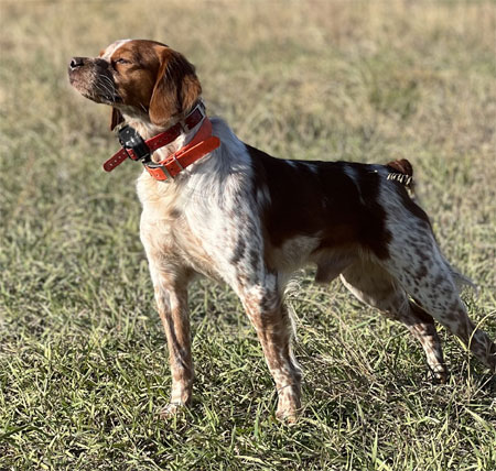 Male Brittany Hunting Dog For Sale