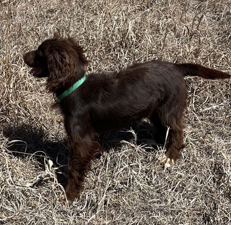 Femail English Cocker Hunting Dog For Sale