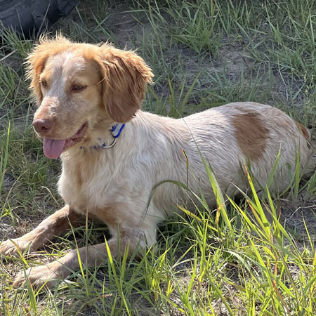English Cocker Hunting Dog For Sale