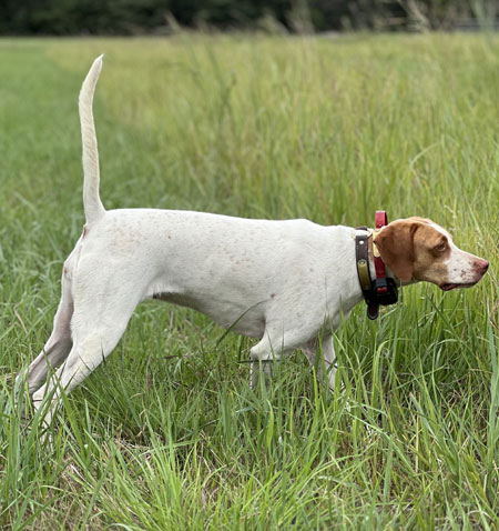 English Pointer Hunting Dog For Sale