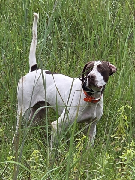 English Pointer Hunting Dog For Sale