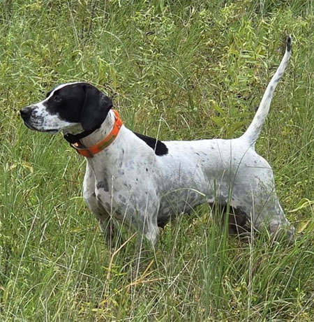 English Pointer Hunting Dog For Sale