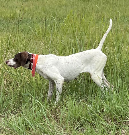 English Pointer Hunting Dog For Sale