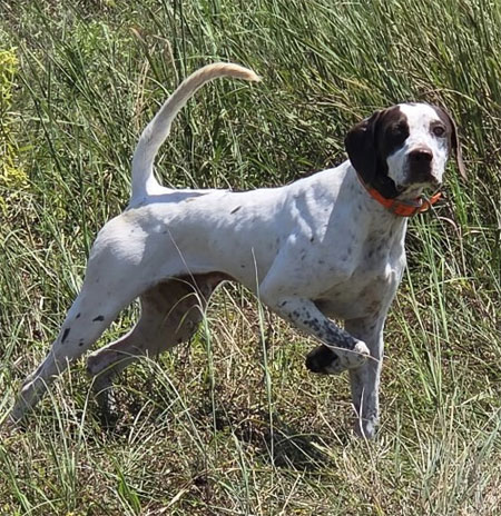 English Pointer Hunting Dog For Sale