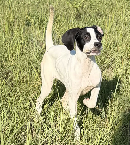 Female English Pointer Puppy for Sale