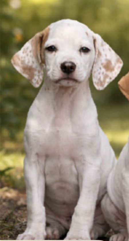 Female English Pointer Puppy for Sale
