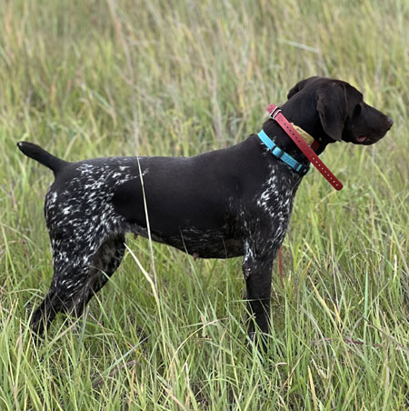 Female German Shorthaired Pointer Hunting Dog for Sale