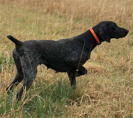German Shorthair Hunting Dog For Sale