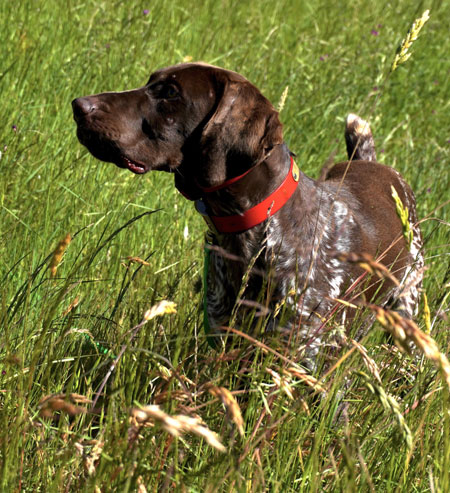 Female German Shorthaired Pointer Hunting Dog for Sale