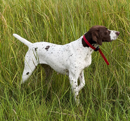 German Short hair Pointer Hunting Dog for Sale