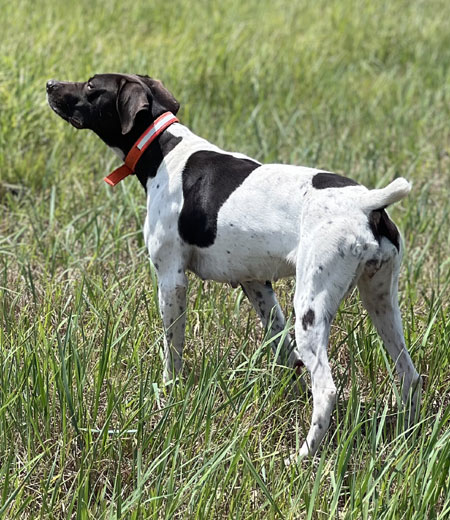 German Shorthair Hunting Dog For Sale